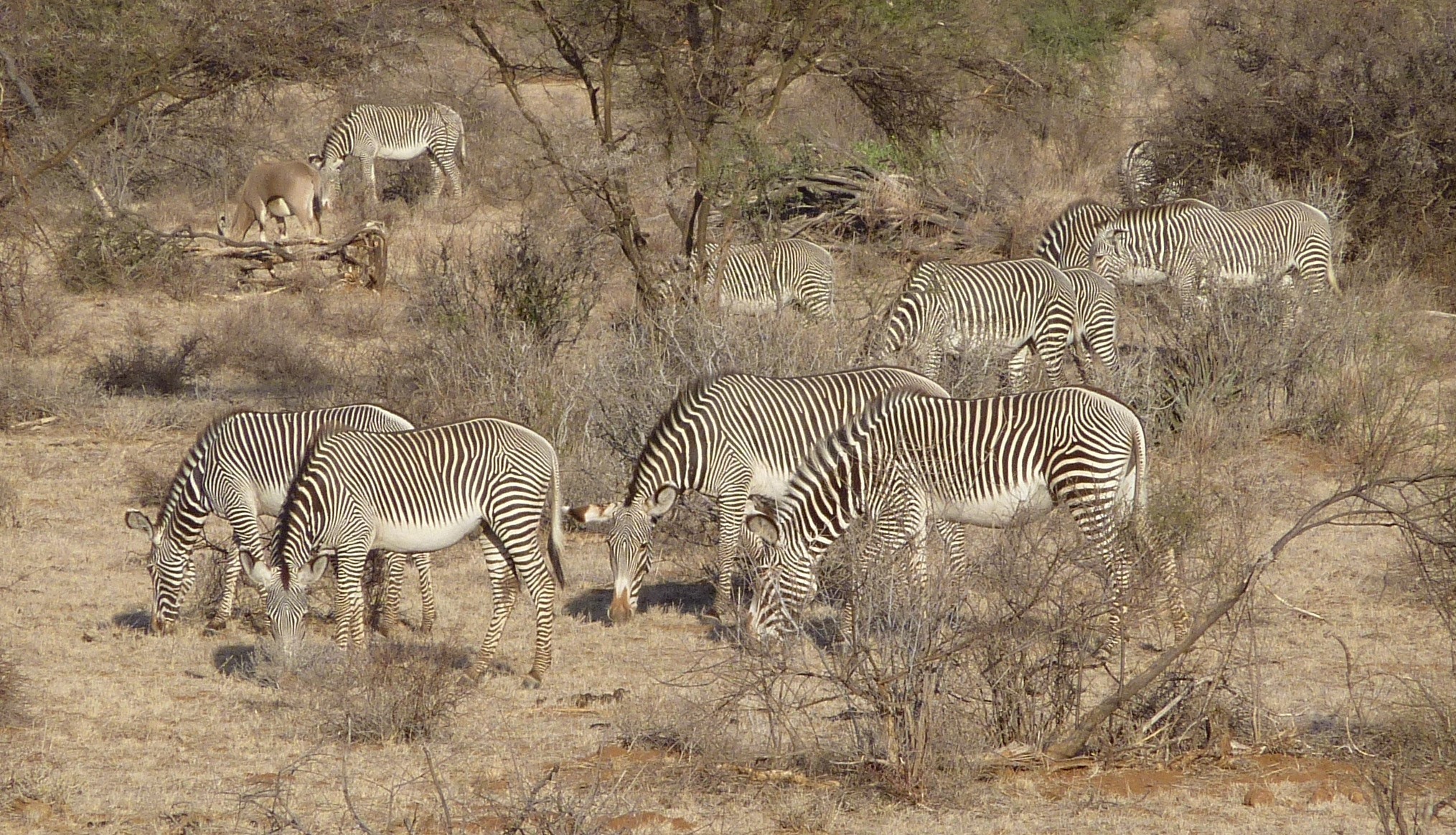 Lake Nakuru & Naivasha